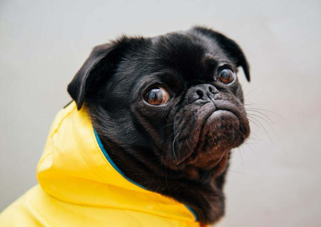 chien qui symbolise une pauvre confiance en moi