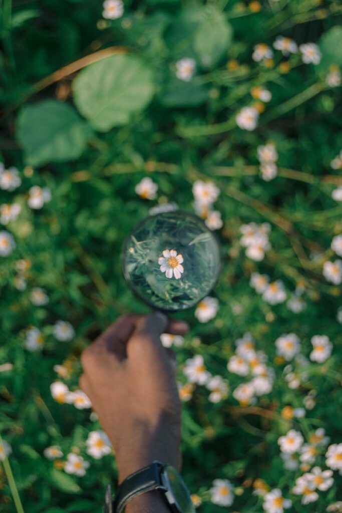 white daisy flowers in bubble améliorer ma concentration concentré