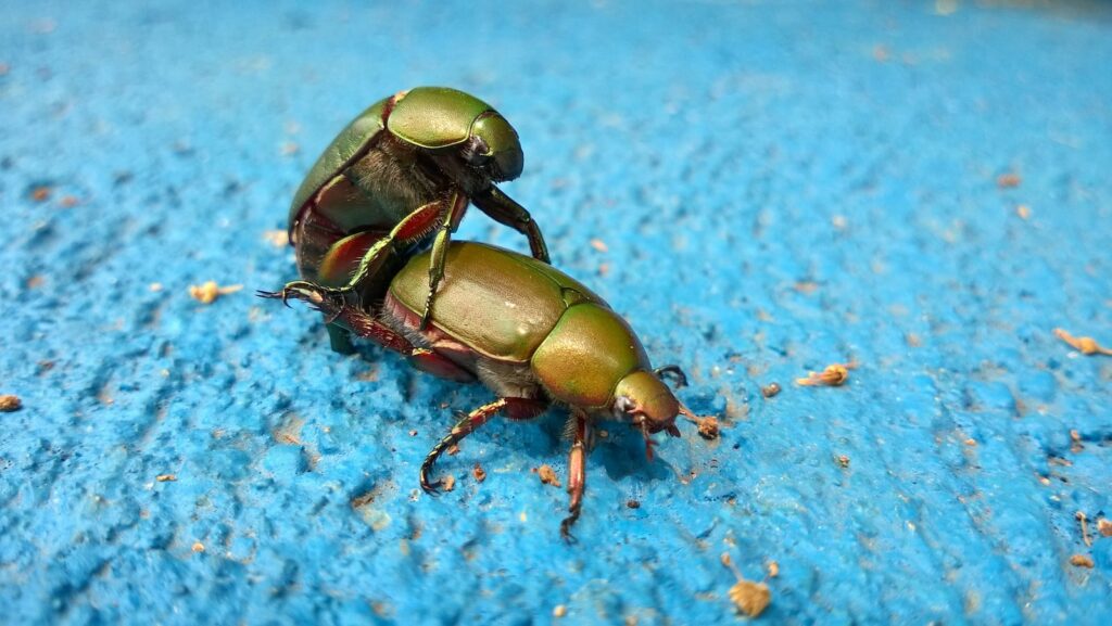 scarab beetle mating la libido, comment la stimuler, augmenter le désir sexuel