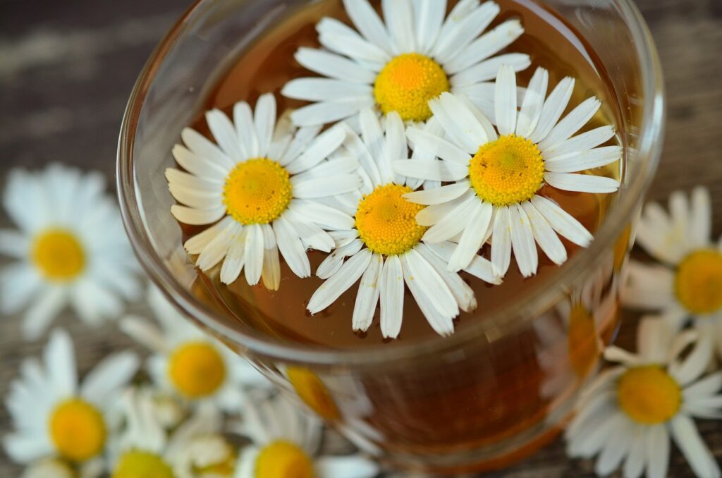 Fleurs de camomilles et tisane de camomille.